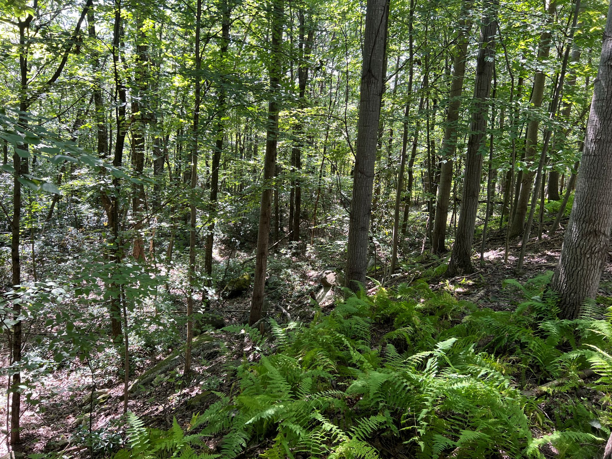 Pocono Area Gem