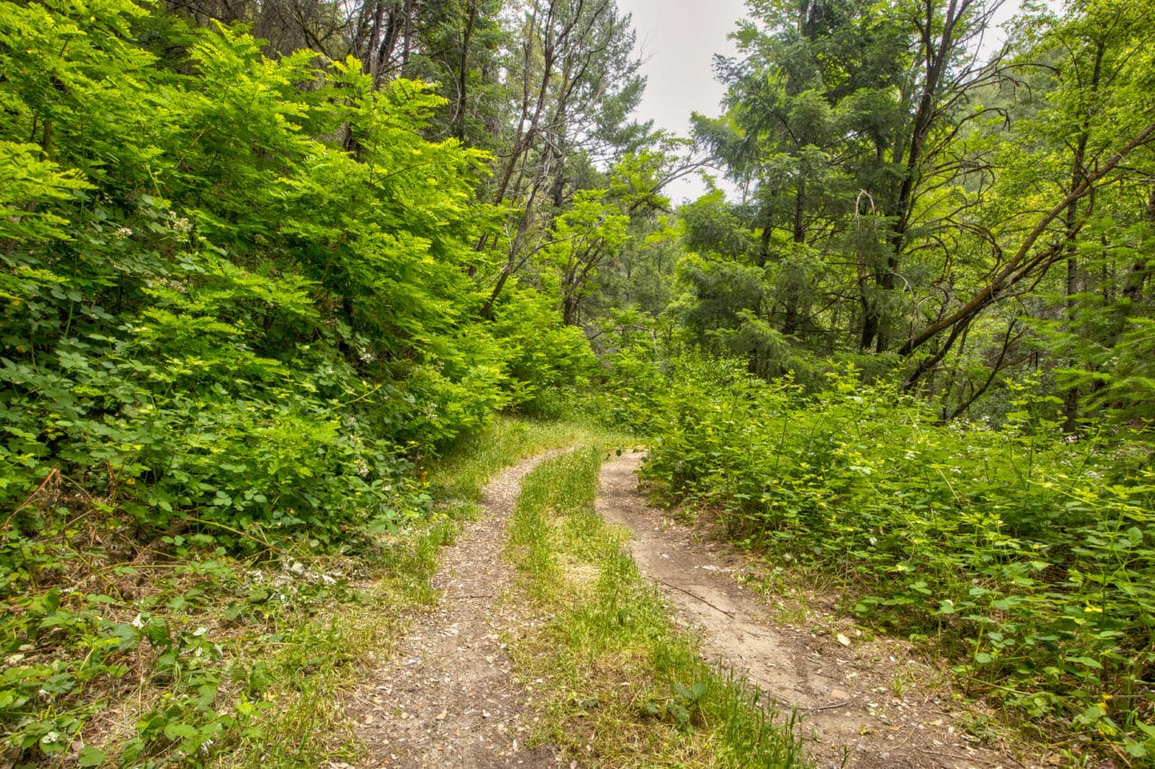 Foresthill Divide
