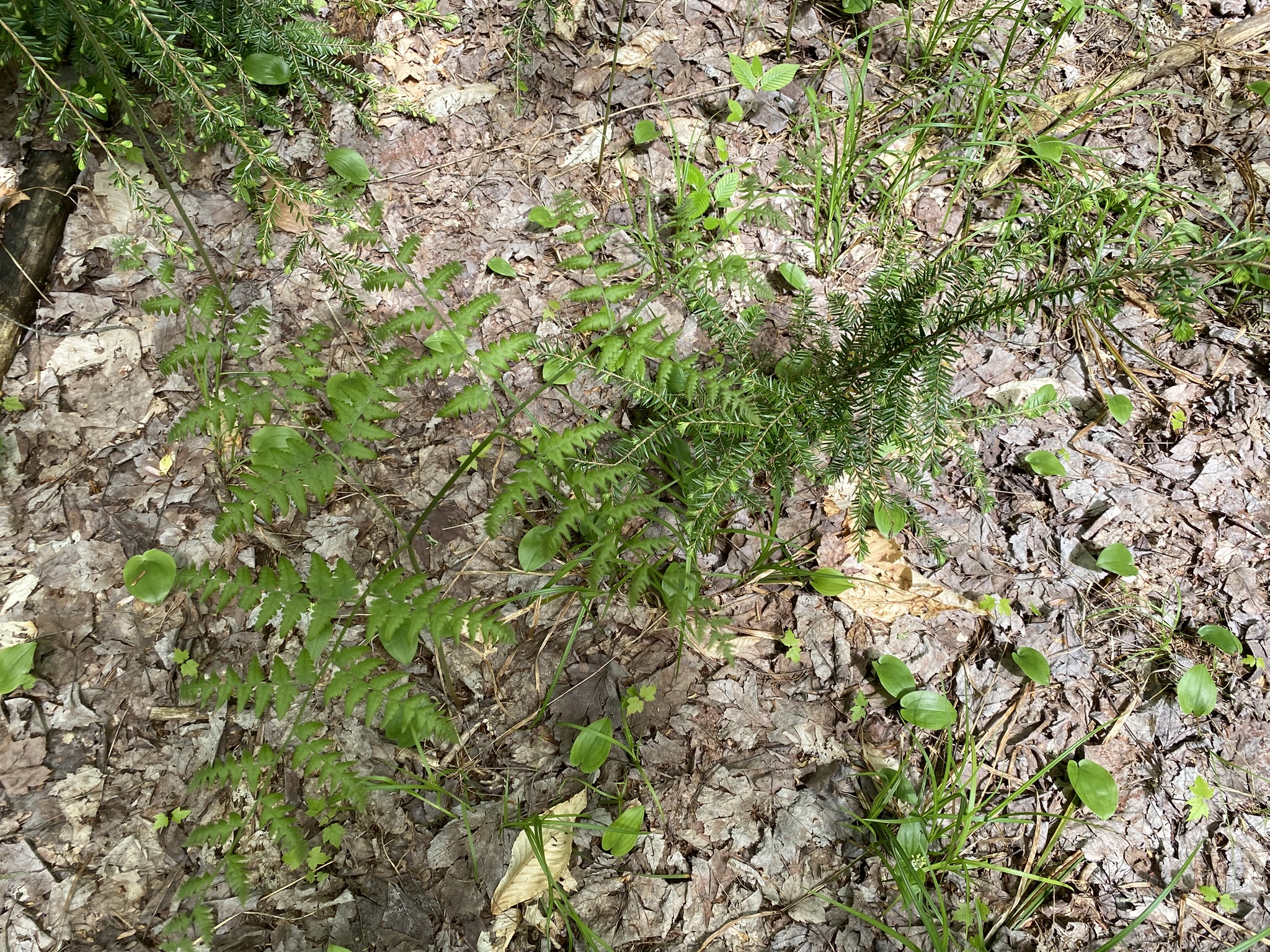 Listing Image 28