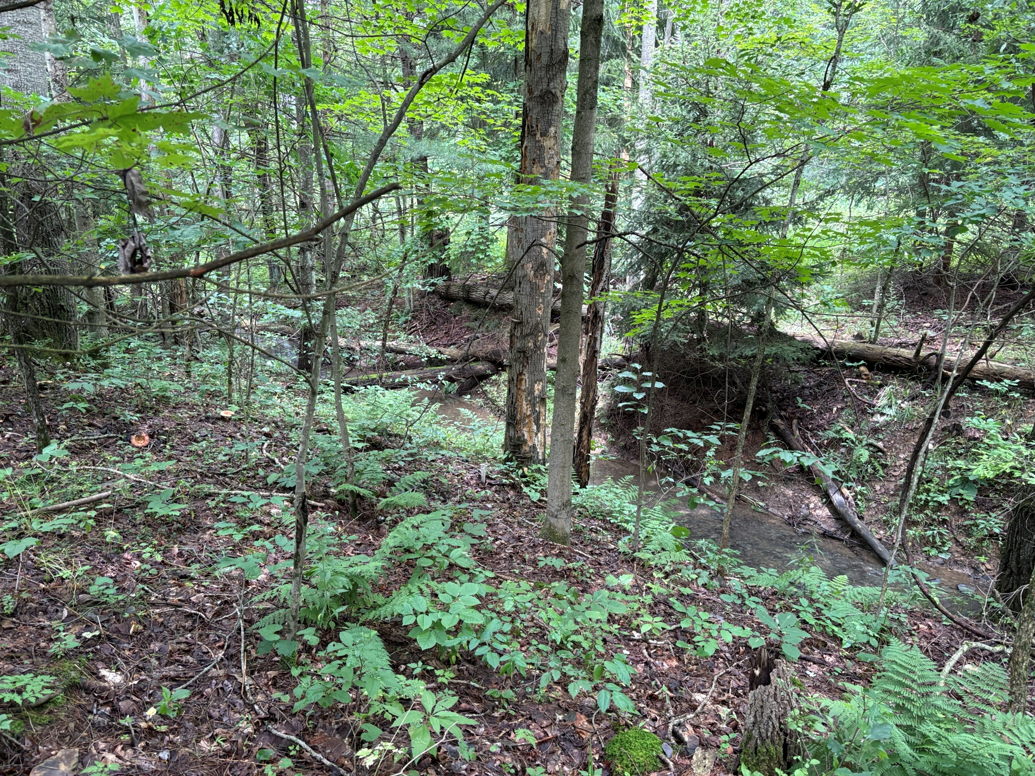 Listing Image 18