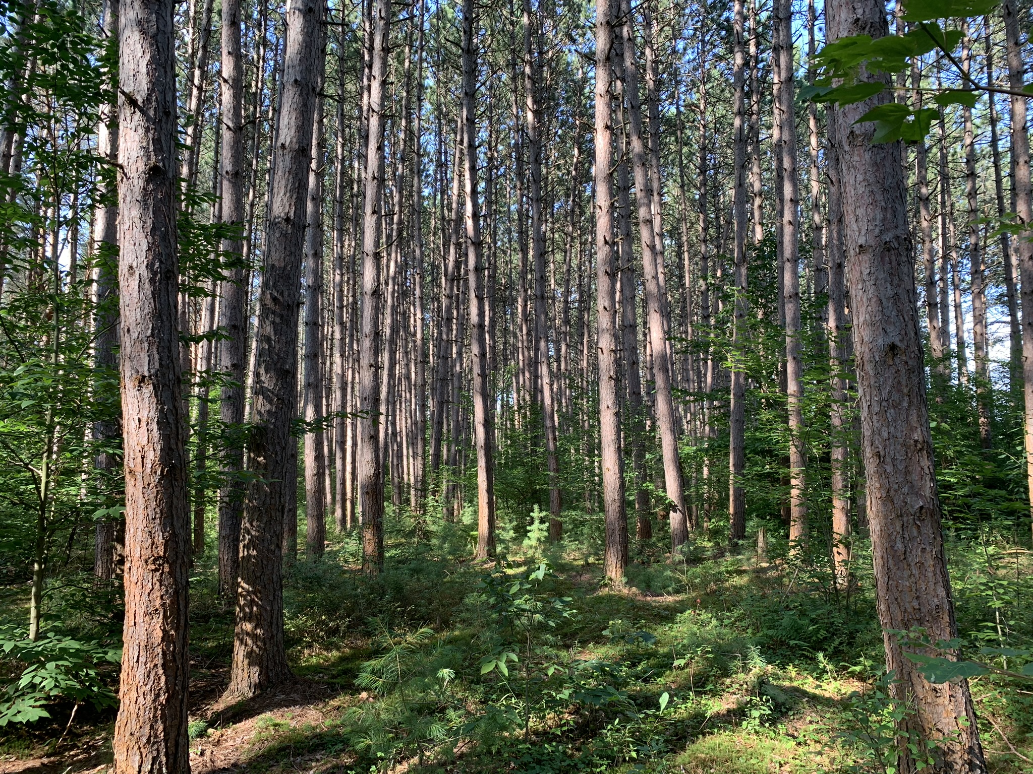 Middle Branch of the Oswegatchie