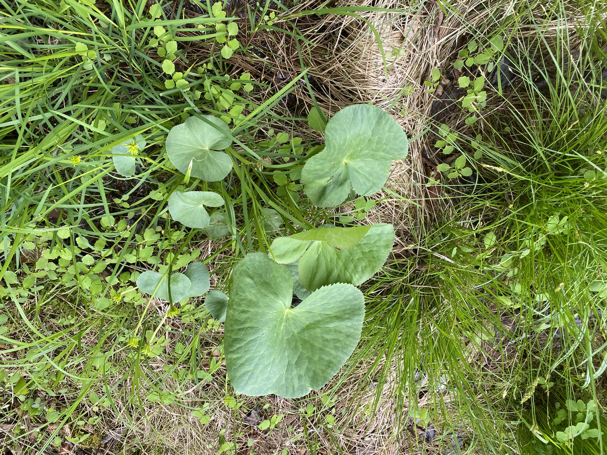Little Salmon River Country