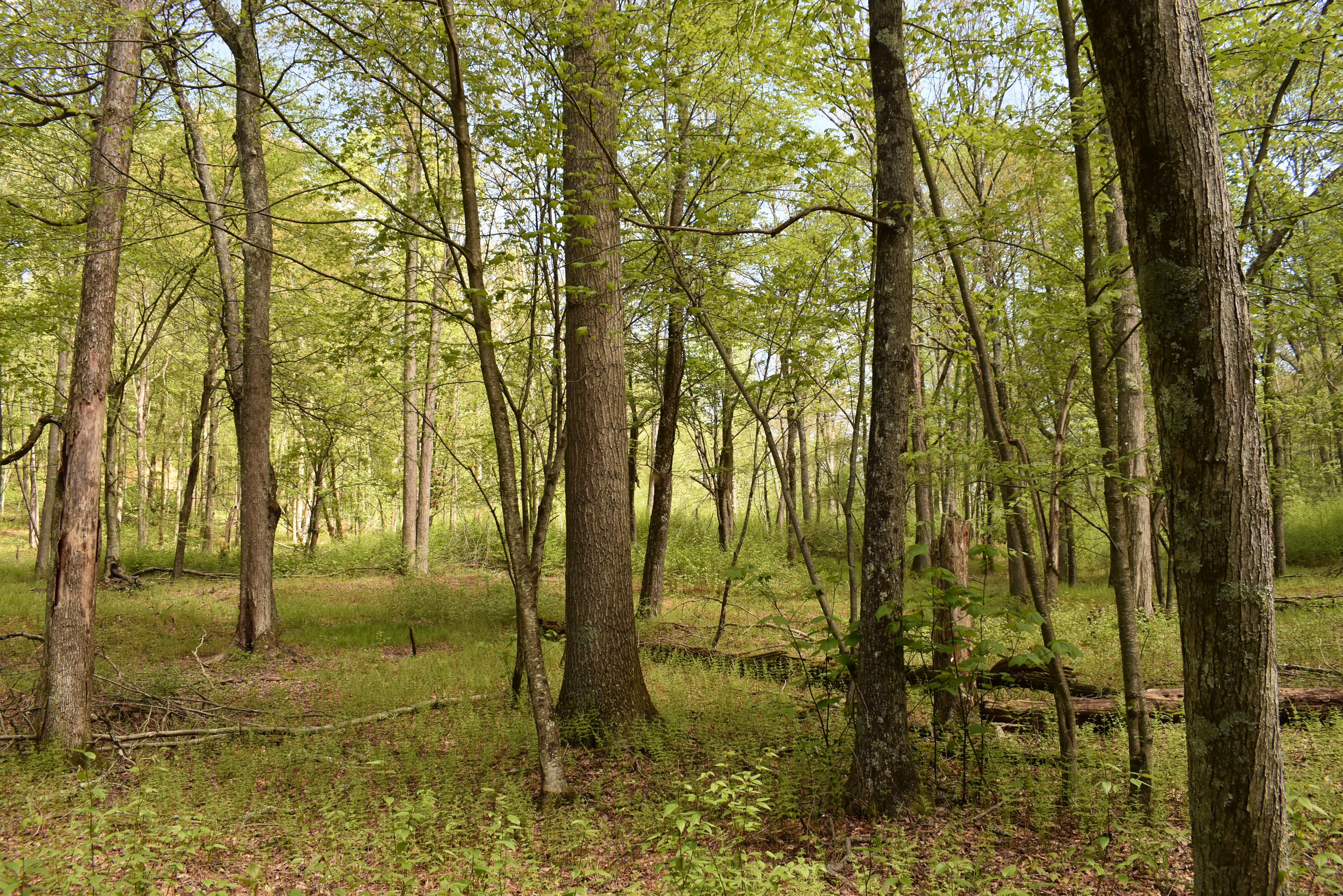 Grugan Hollow