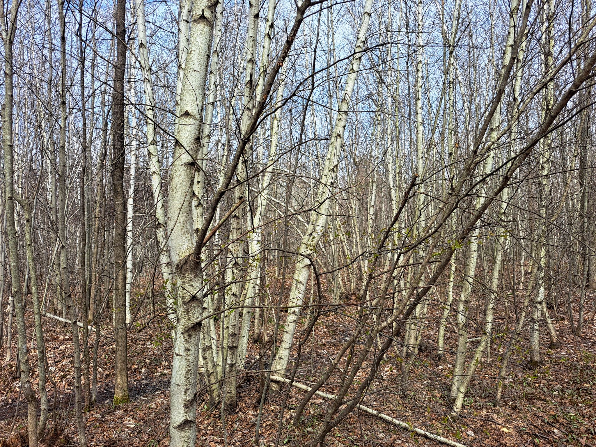 Listing Image 34