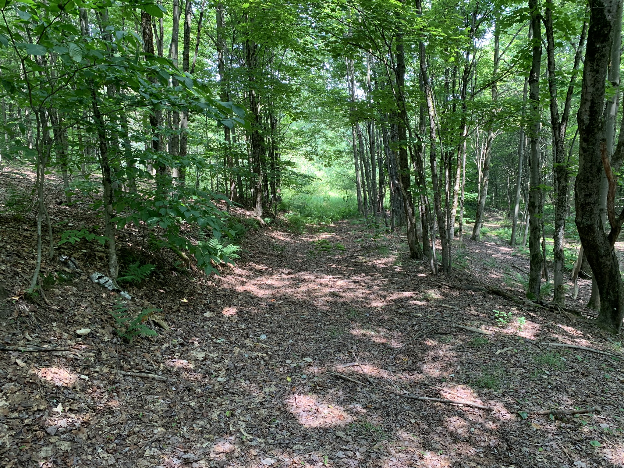 Lyman Brook Forest