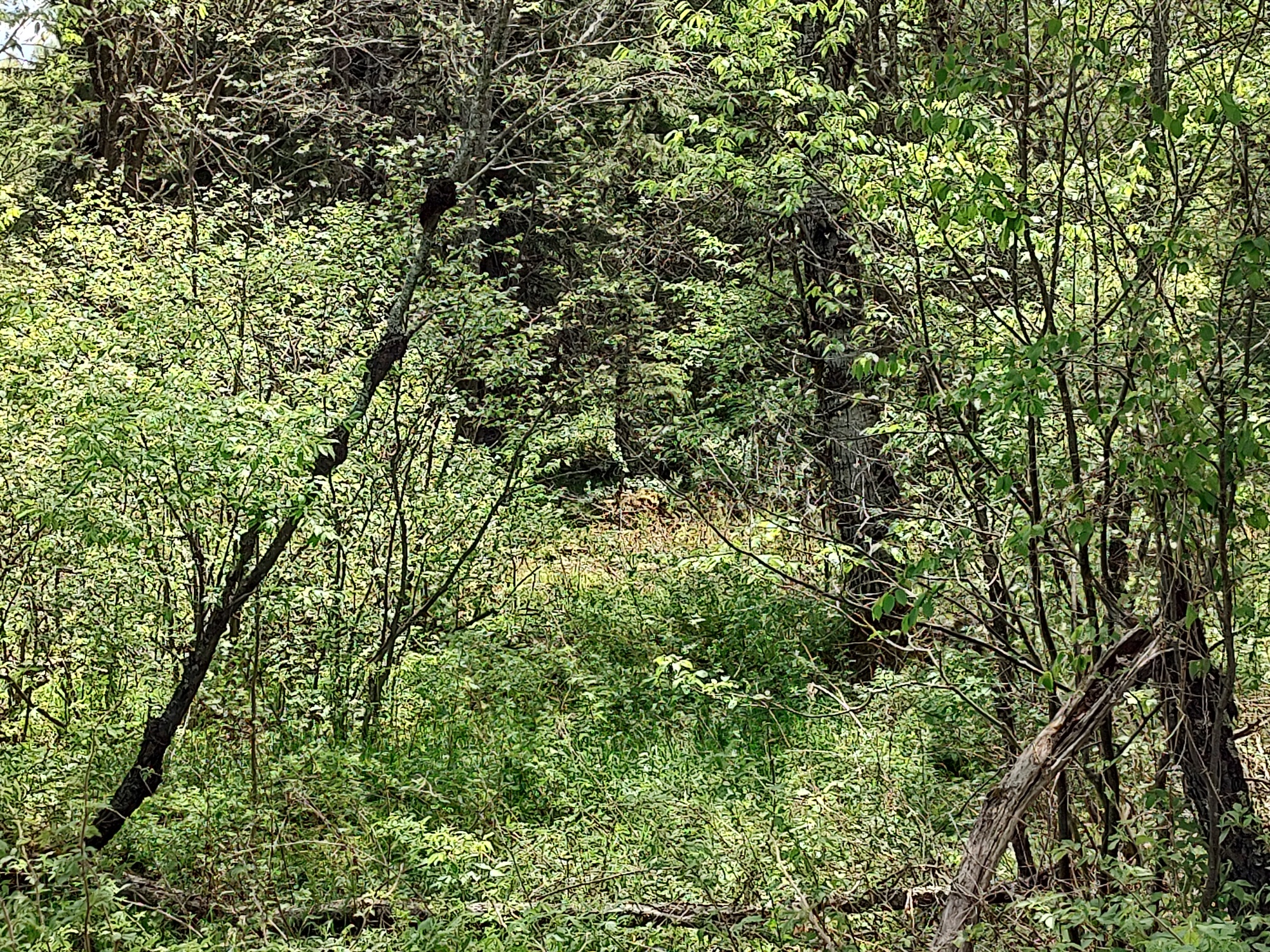 160 Acre Wilderness Retreat 50175391