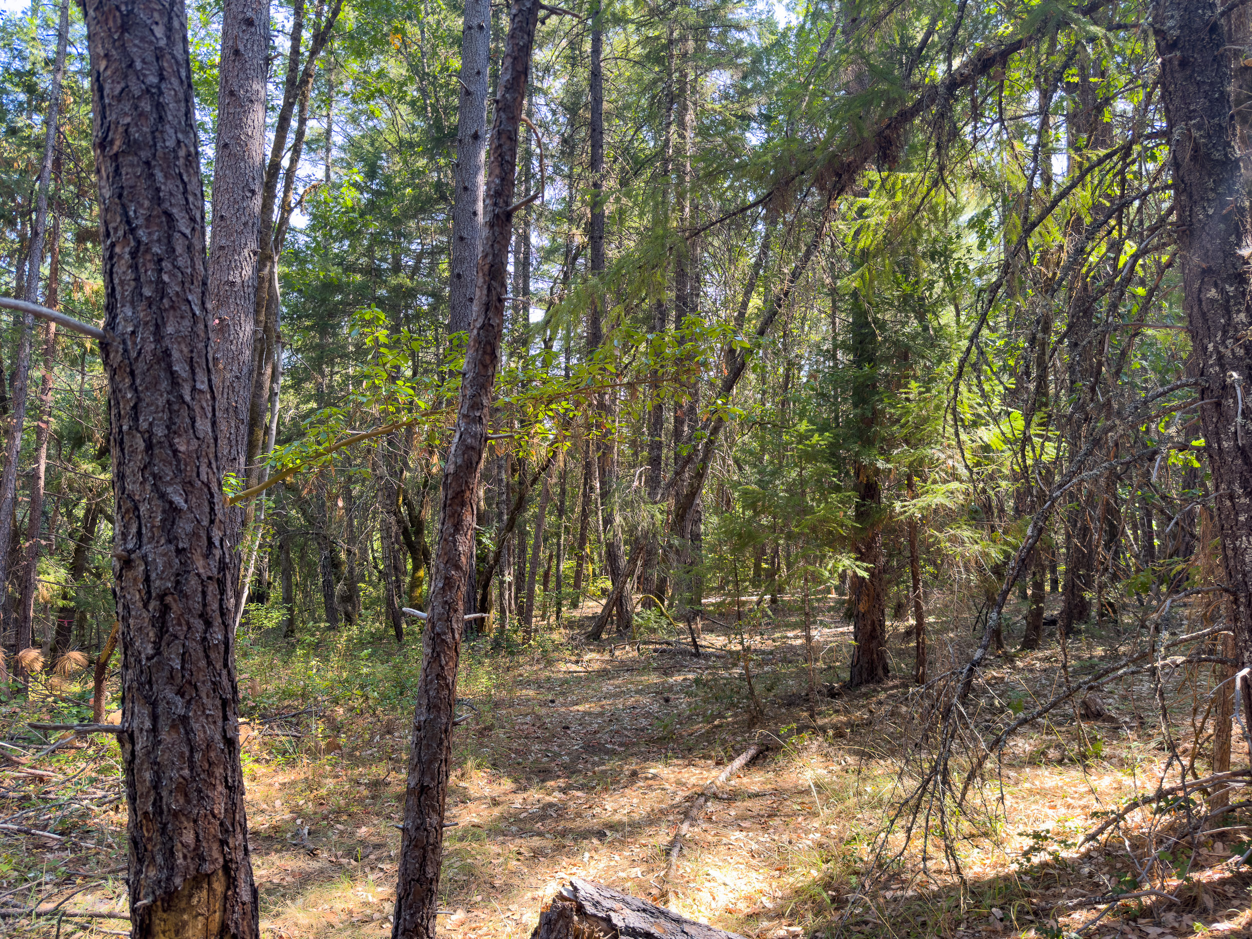 Pleasant Creek Road TL301