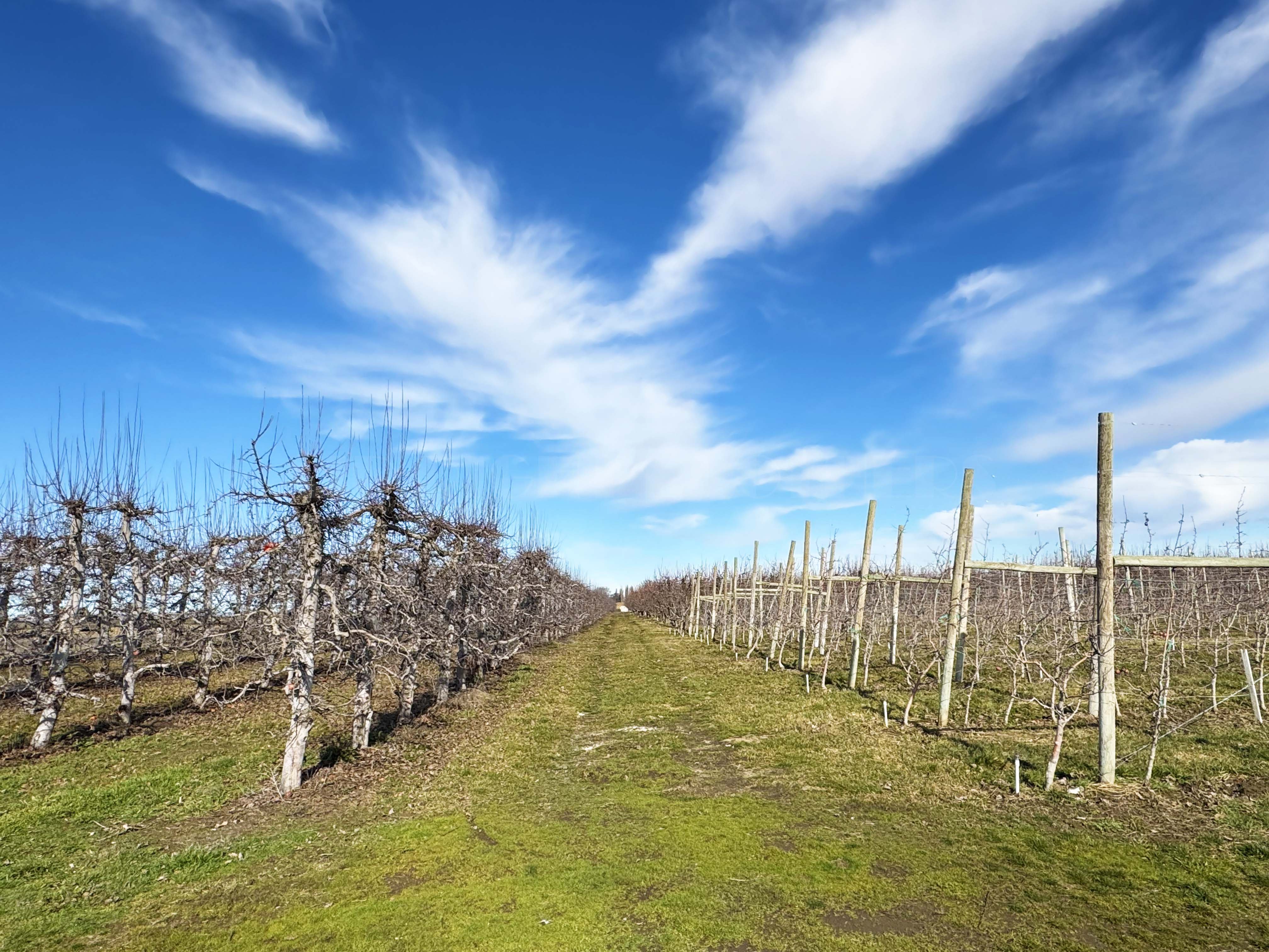 Best Price in County for Productive Orchard