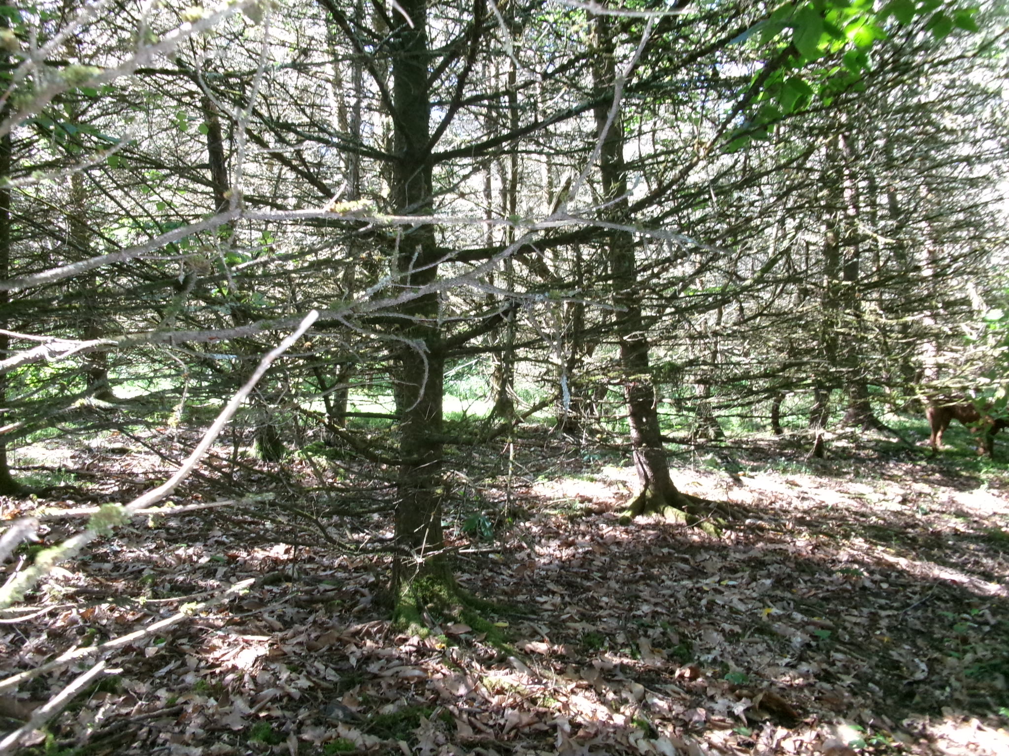 Listing Image 20