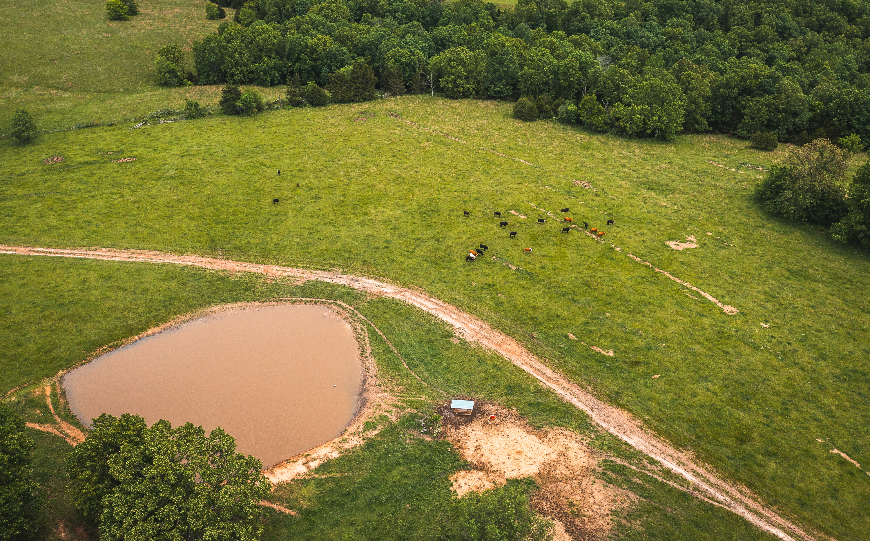 Gasconade Angus Ranch