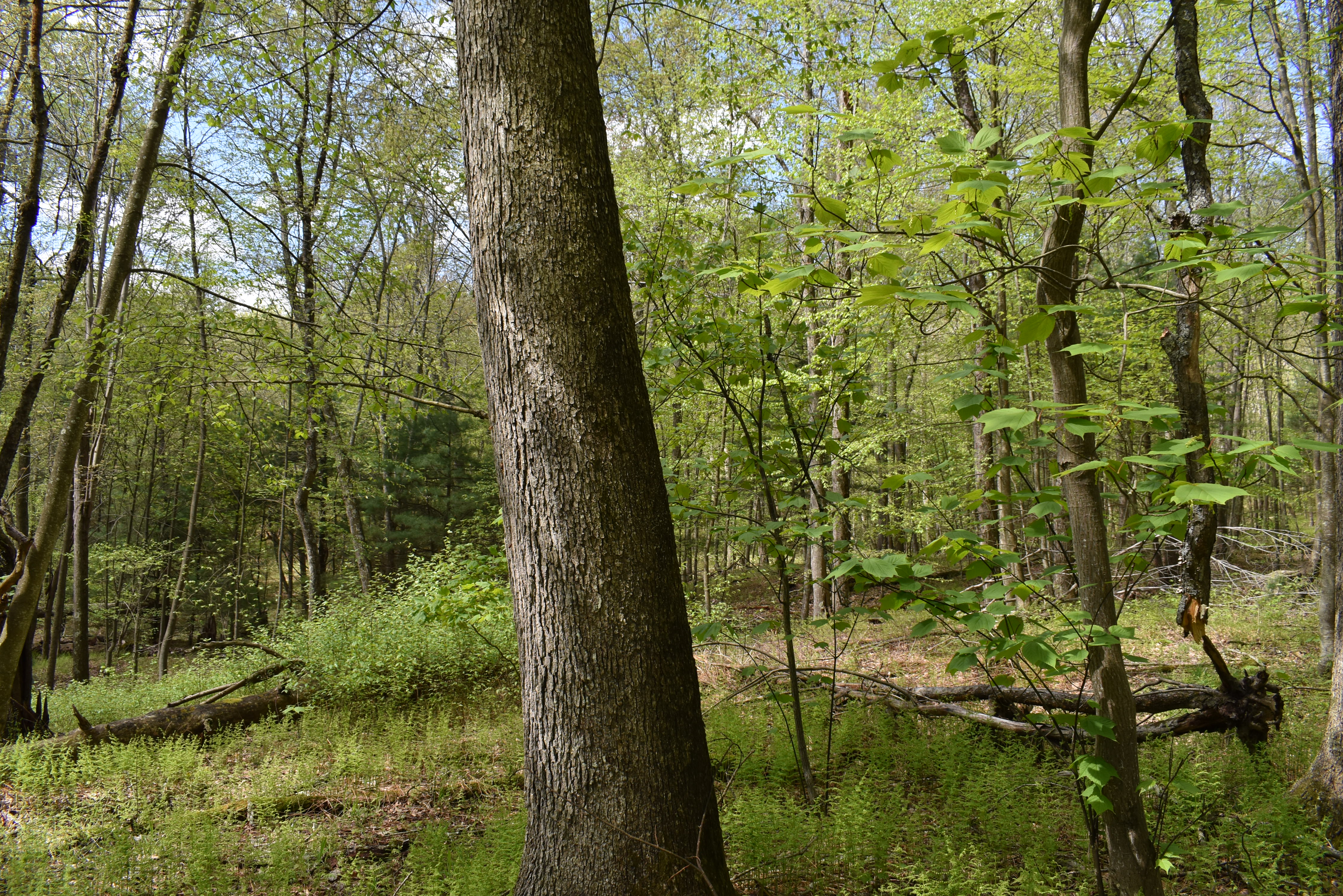 Grugan Hollow