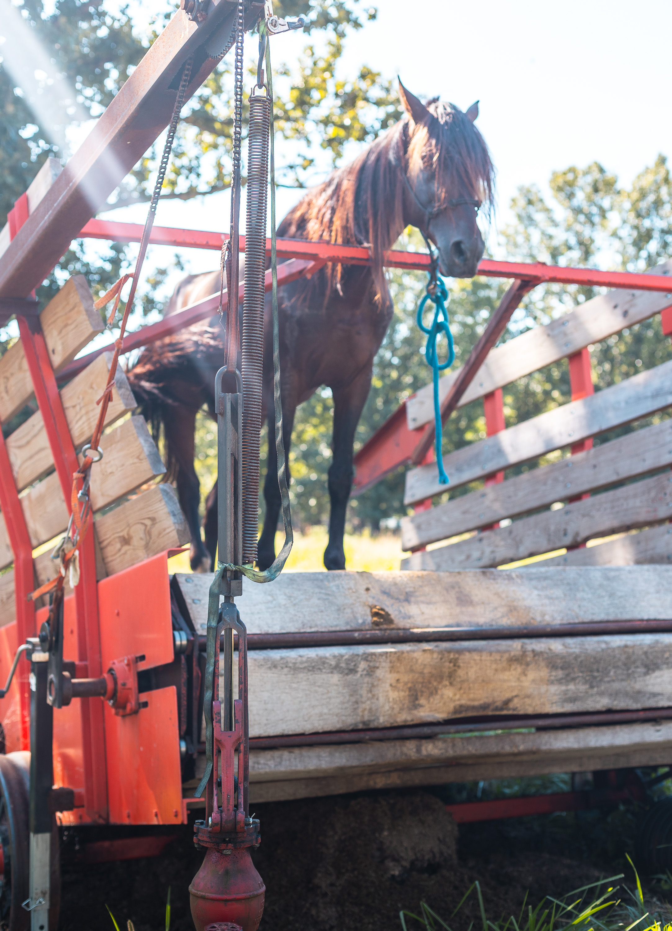 Cage Free Chicken Farm