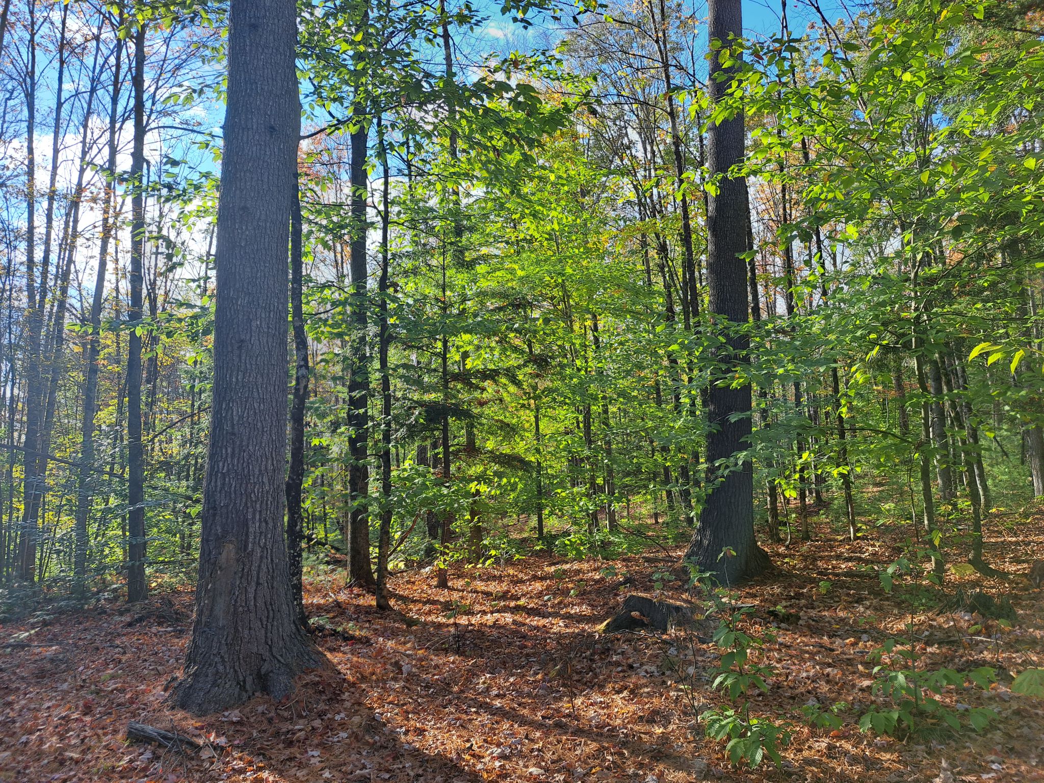 Hudson River Woods & Water
