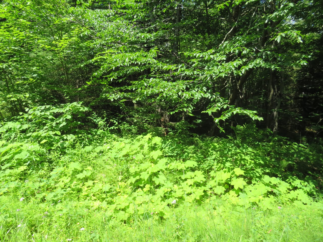 Listing Image 42