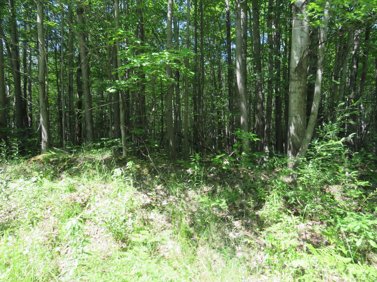 Listing Image 50