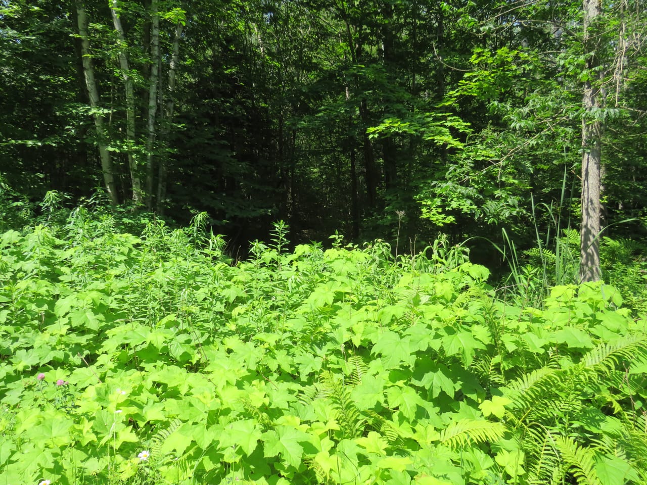 Listing Image 80