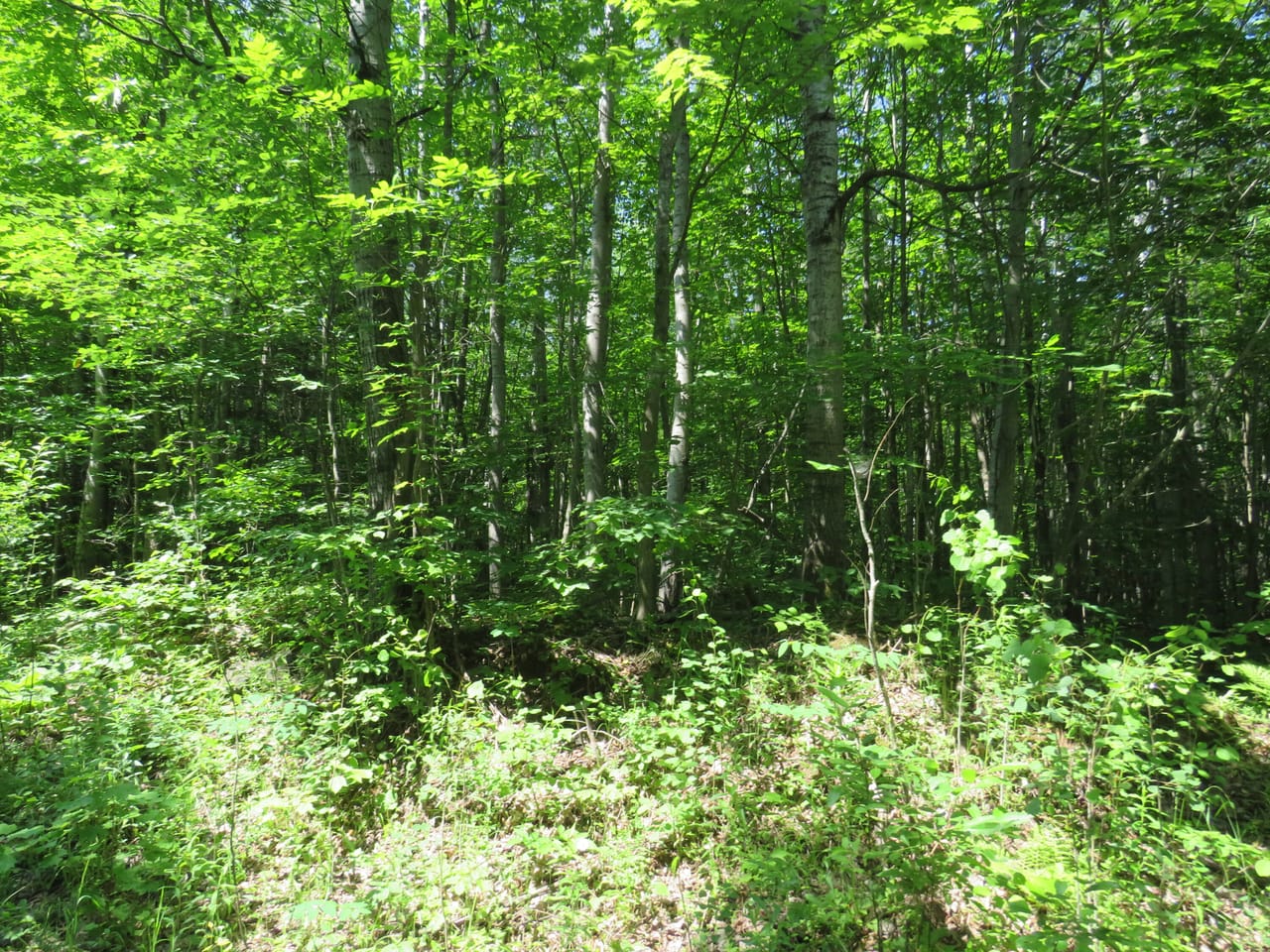 Listing Image 45