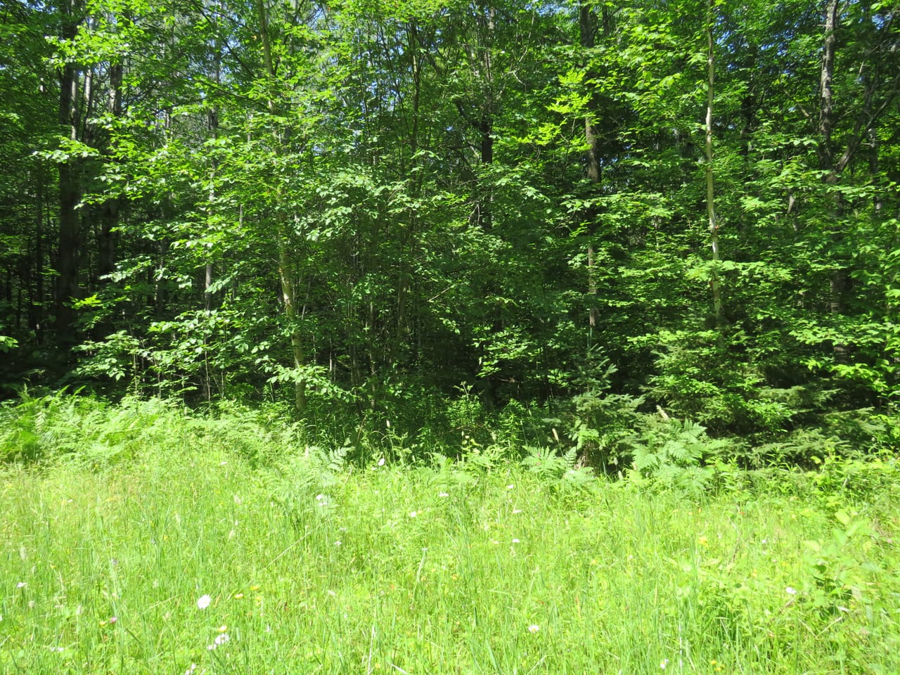 Listing Image 54