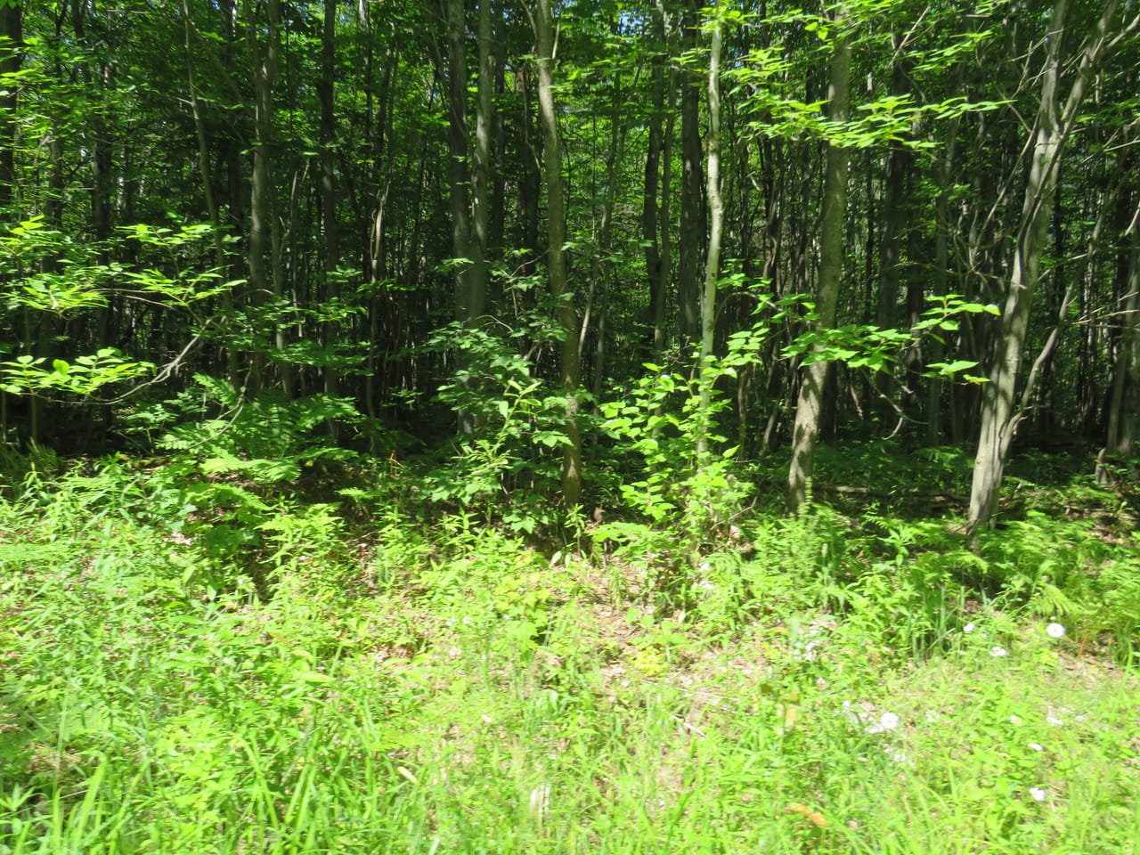 Listing Image 56