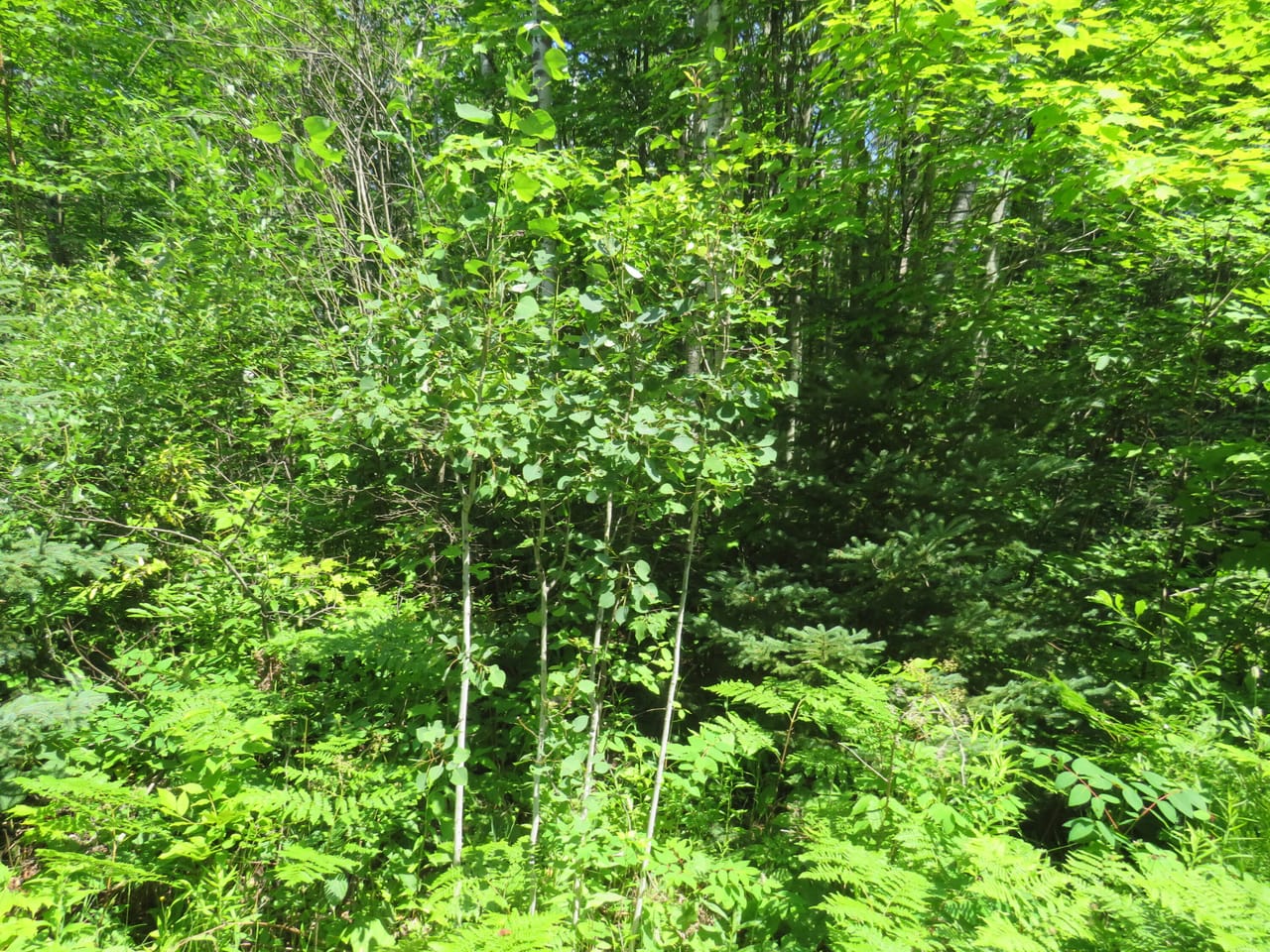 Listing Image 58
