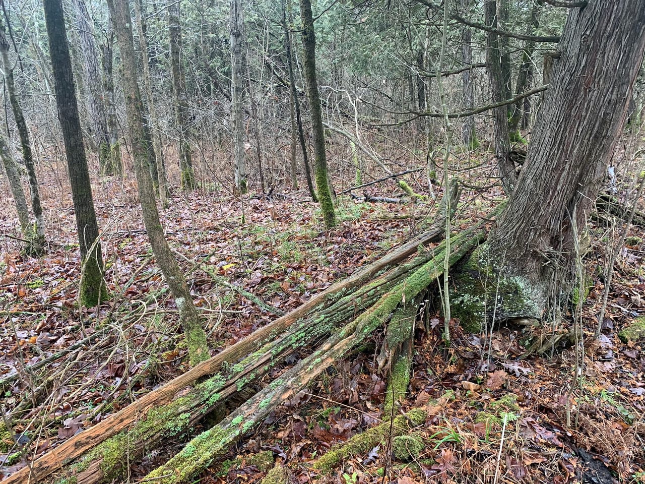 Listing Image 74