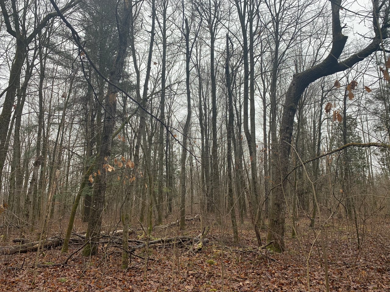 Listing Image 75