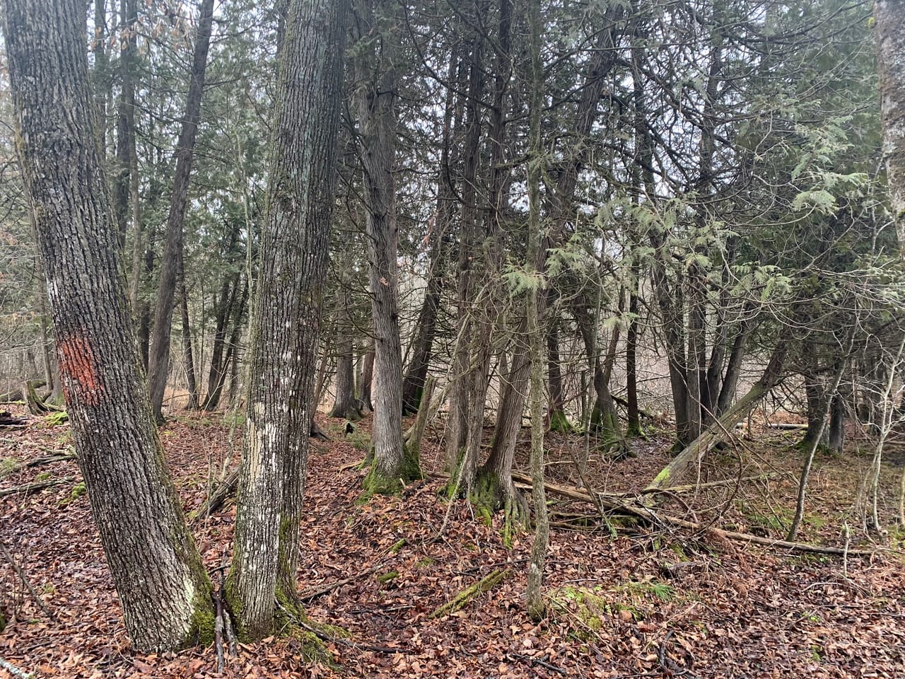 Listing Image 43