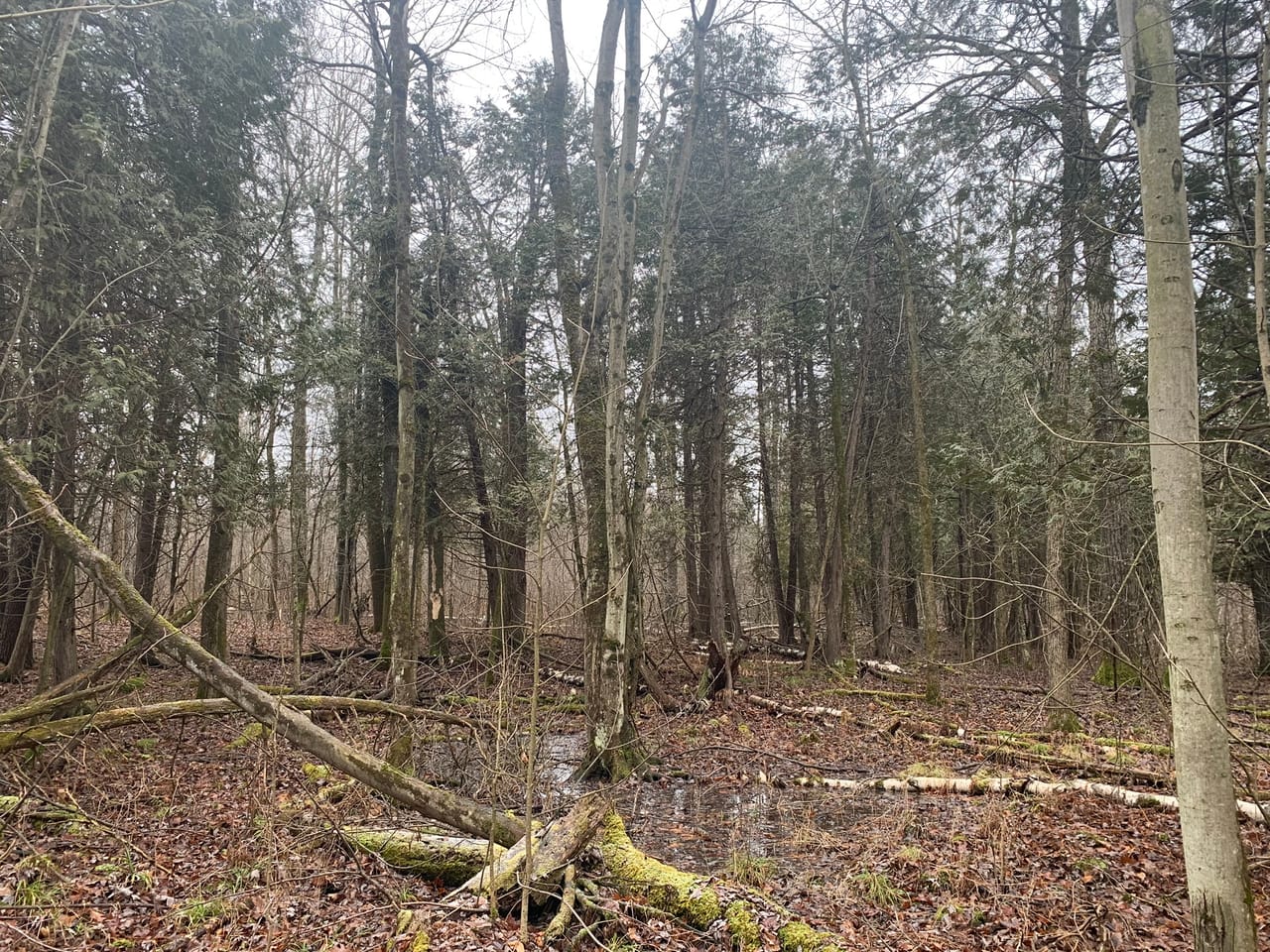 Listing Image 46