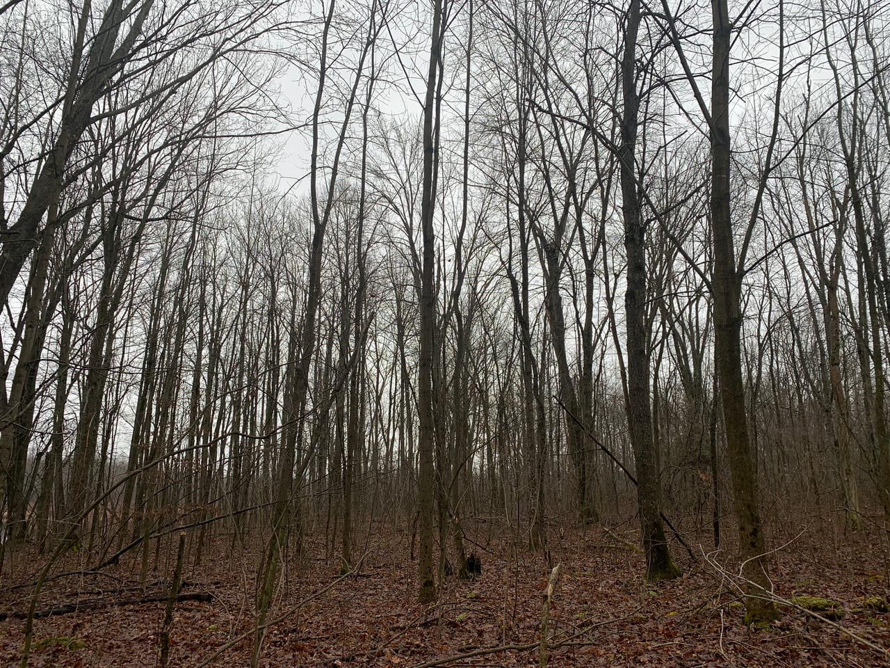 Listing Image 54