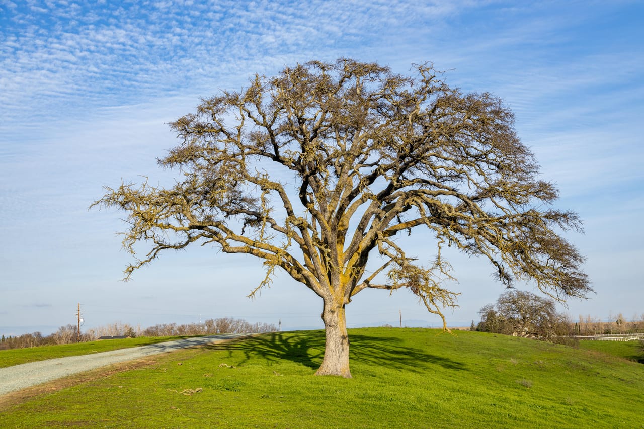 McIntire Ranch