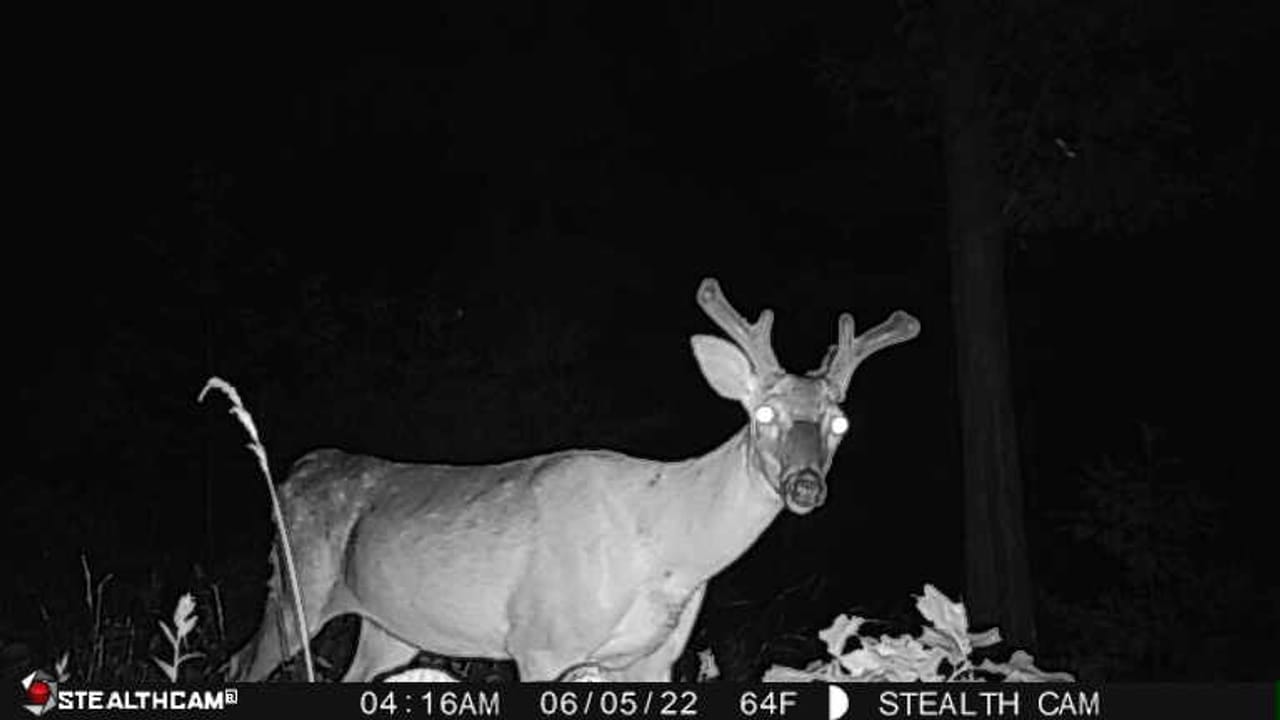 Listing Image 65