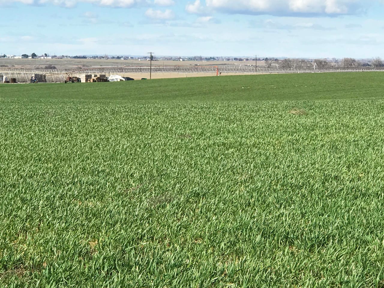 312 +/- Acres Buchanan Farm