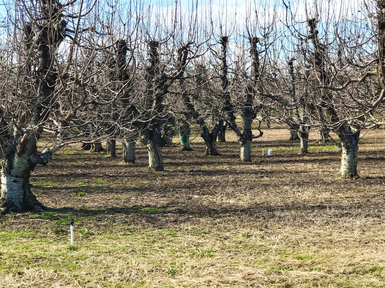 312 +/- Acres Buchanan Farm