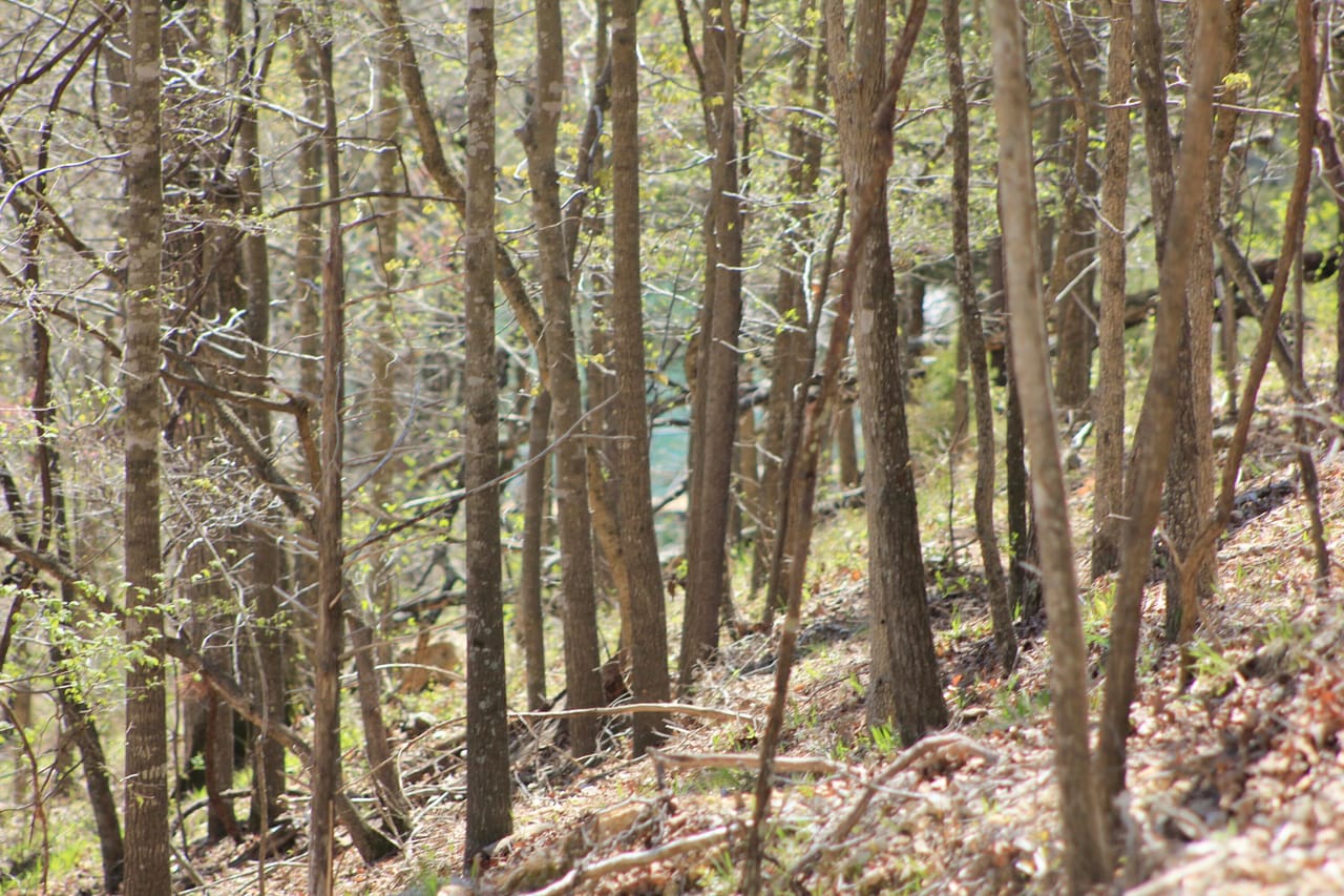 Listing Image 68