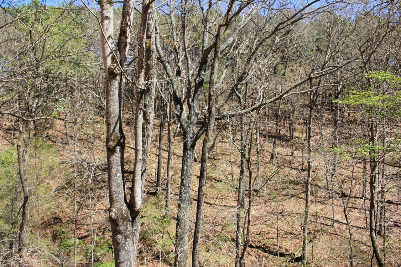 Listing Image 76