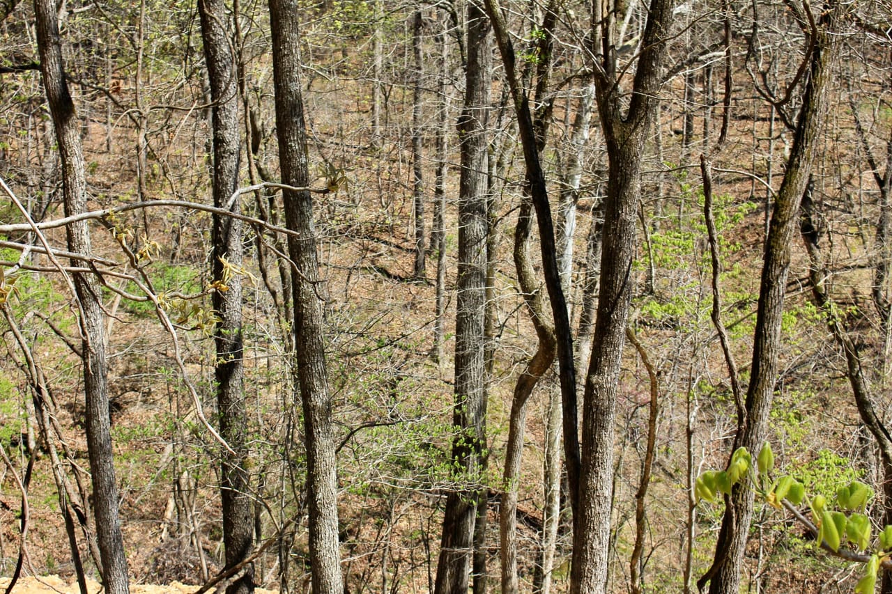 Listing Image 78