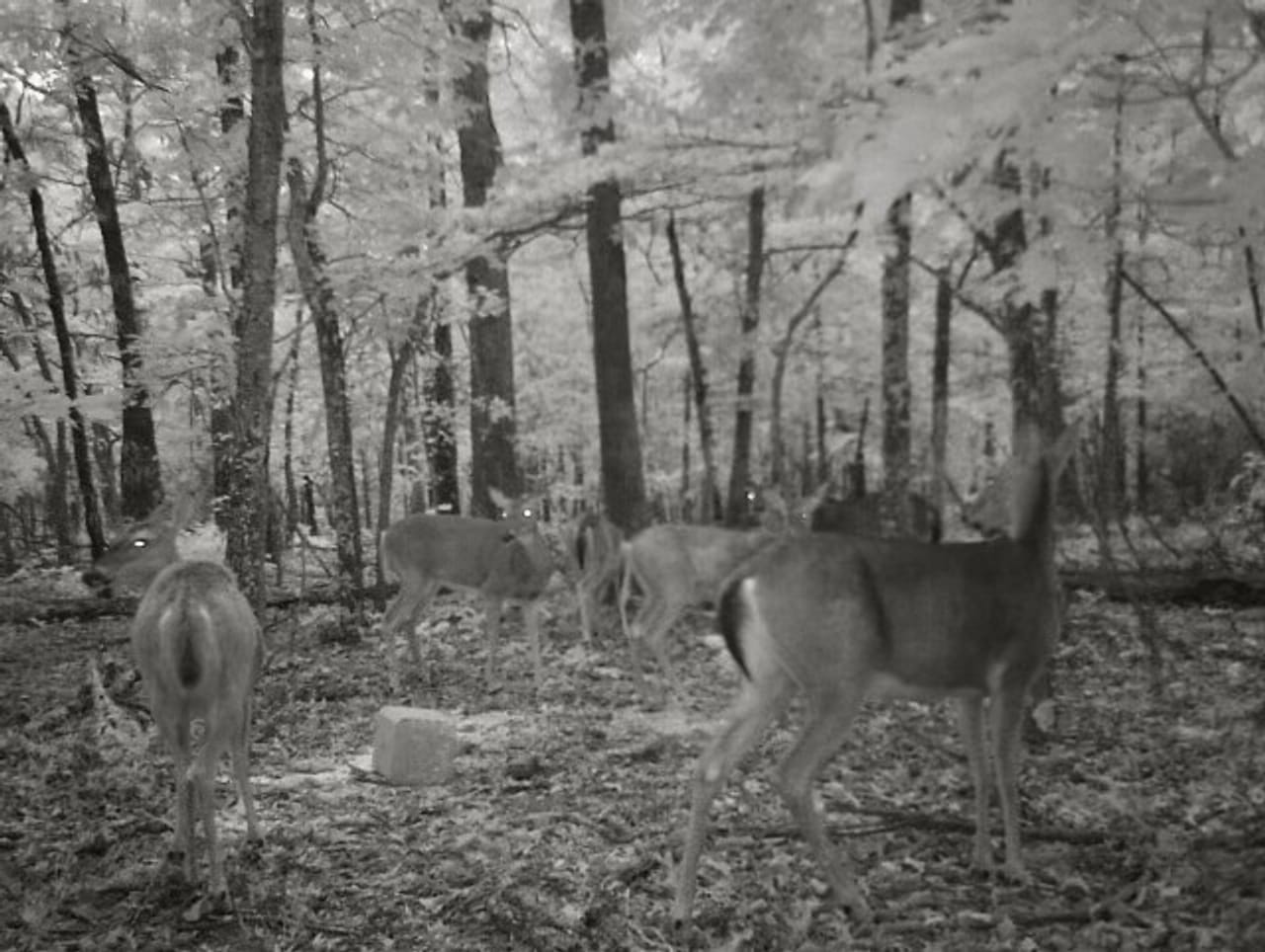 Listing Image 69