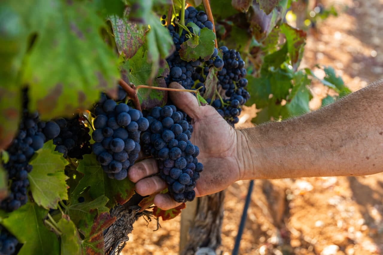 Merlo Vineyard