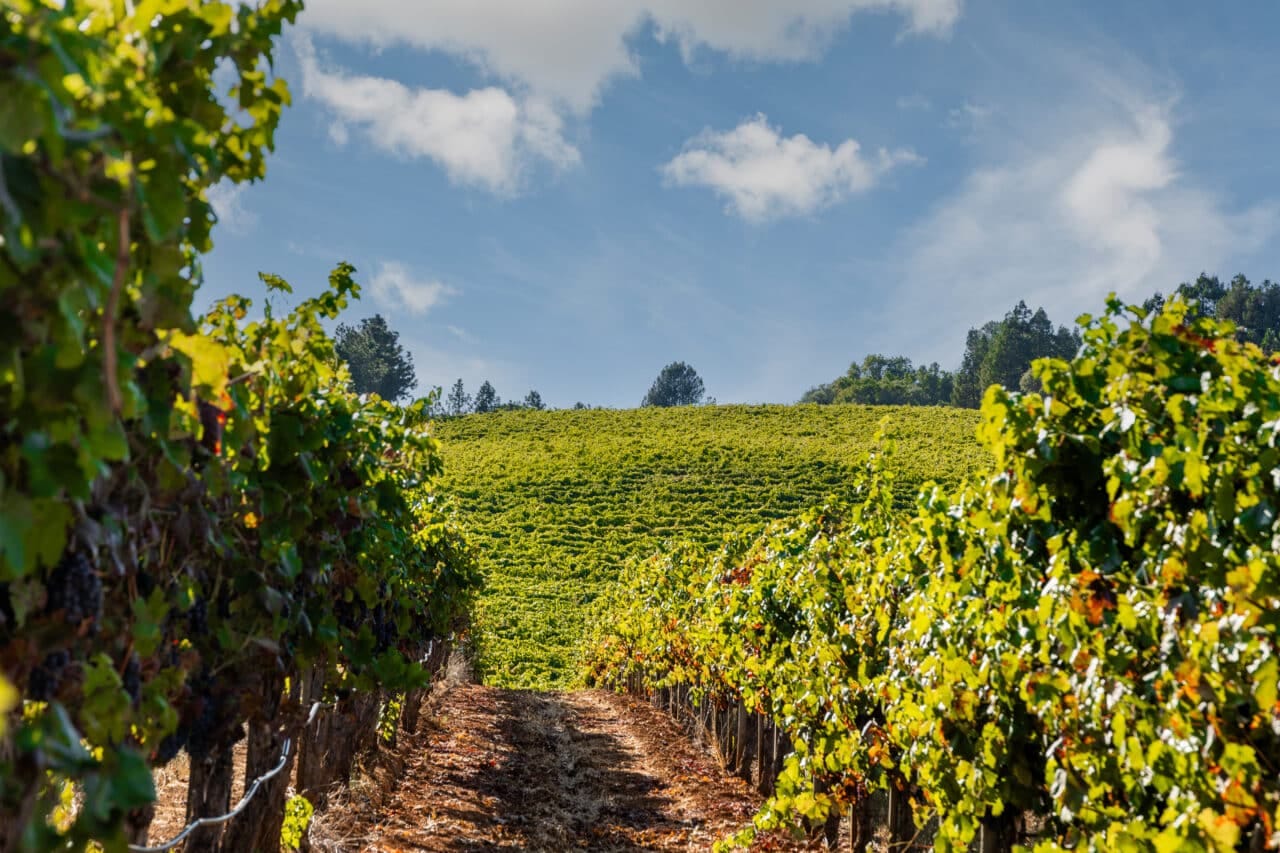 Merlo Vineyard
