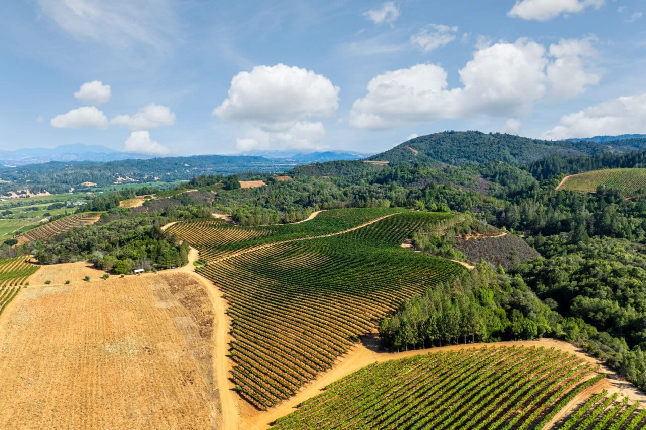 Merlo Vineyard