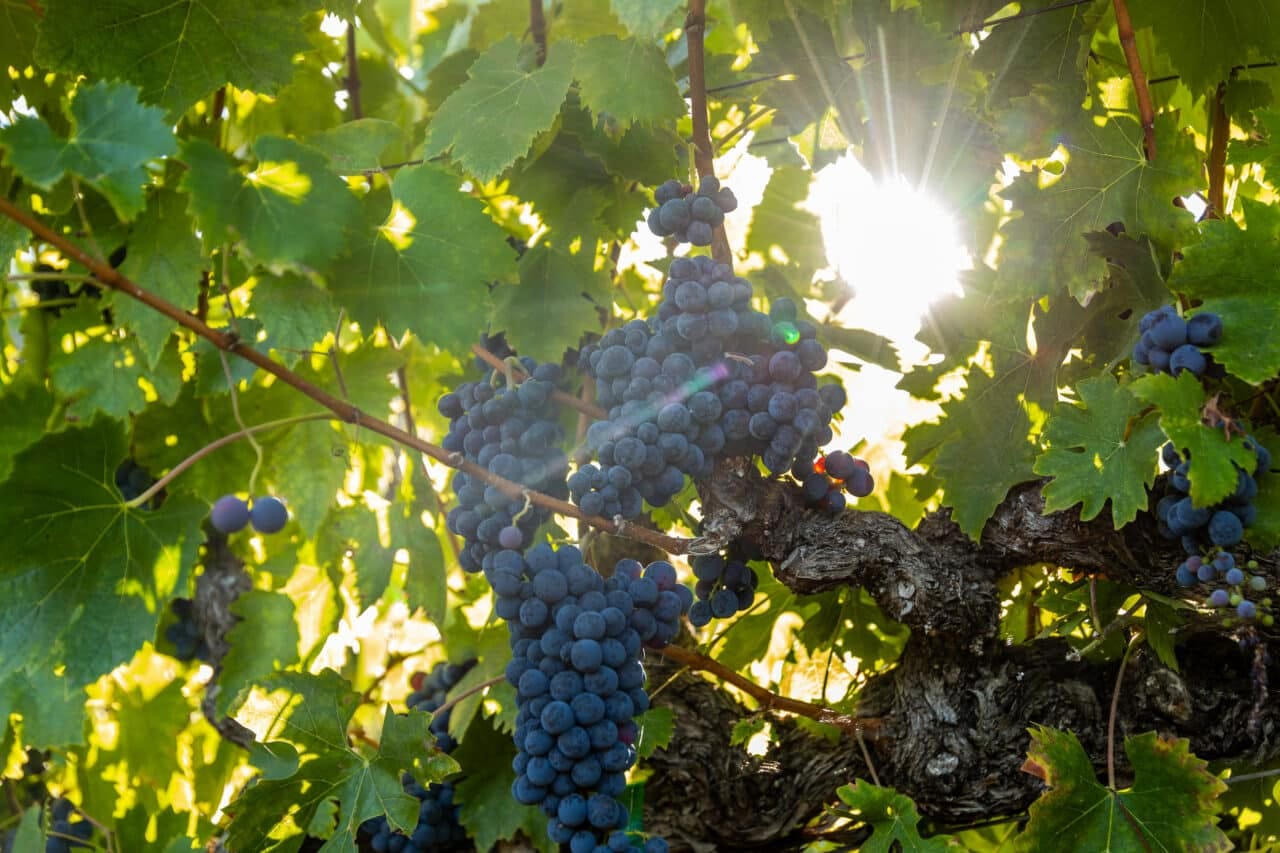Merlo Vineyard