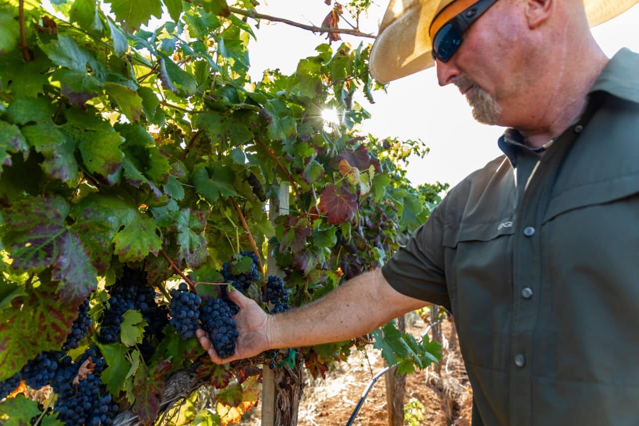 Merlo Vineyard