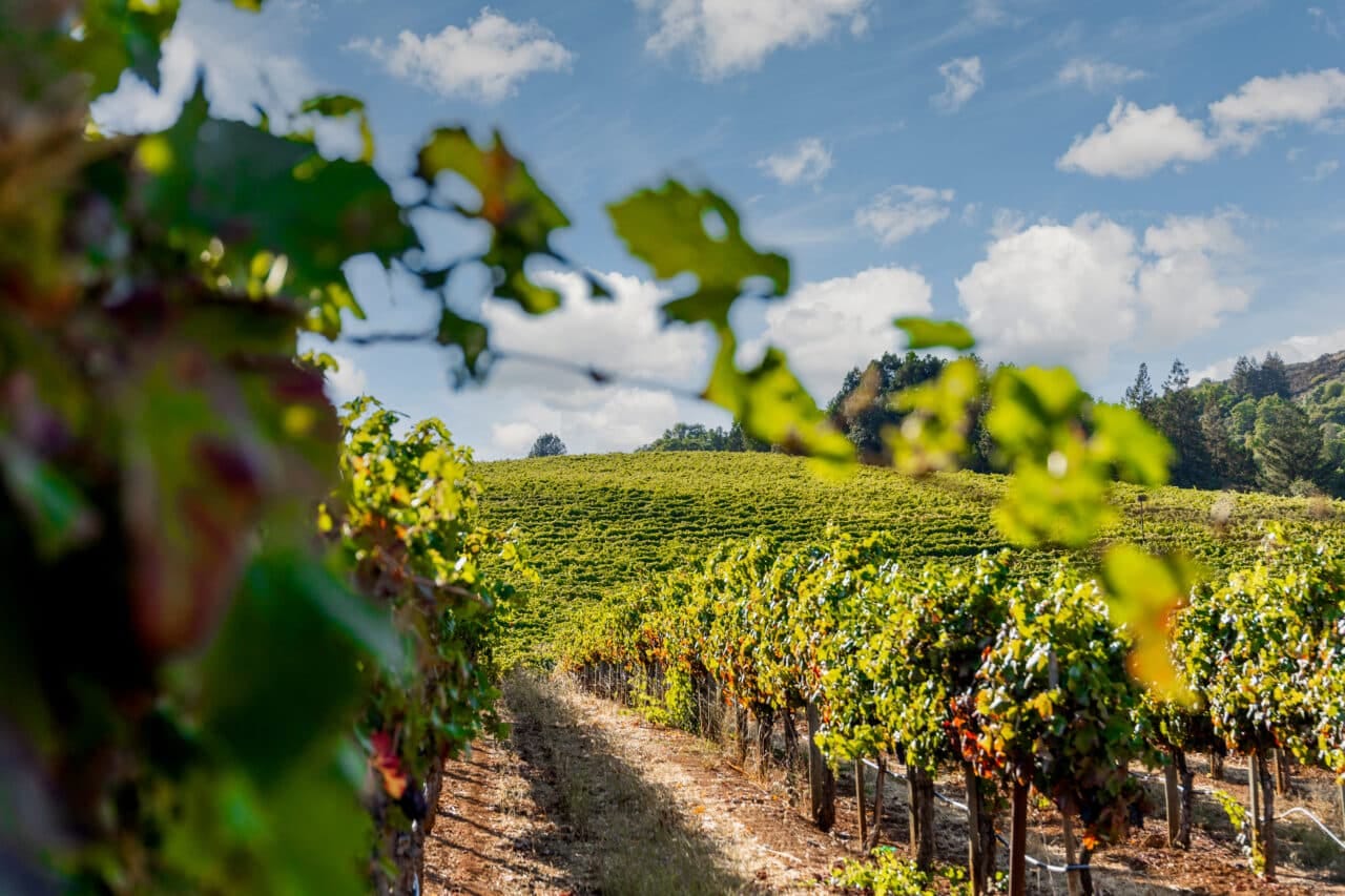 Merlo Vineyard