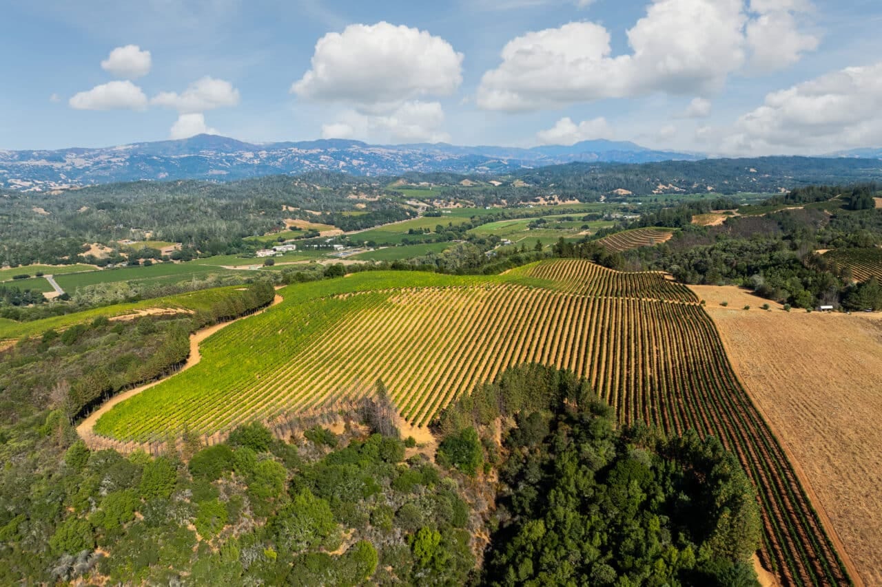 Merlo Vineyard