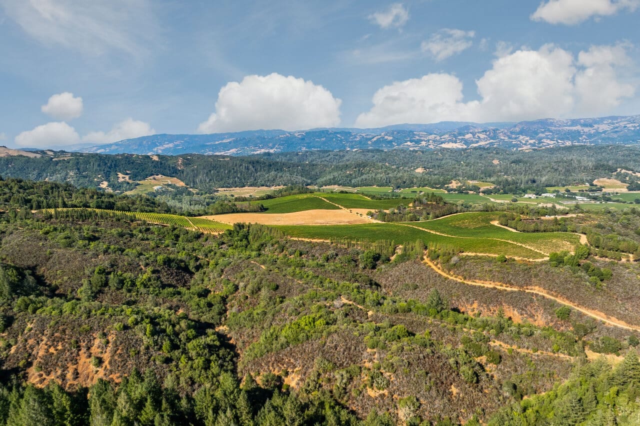 Merlo Vineyard