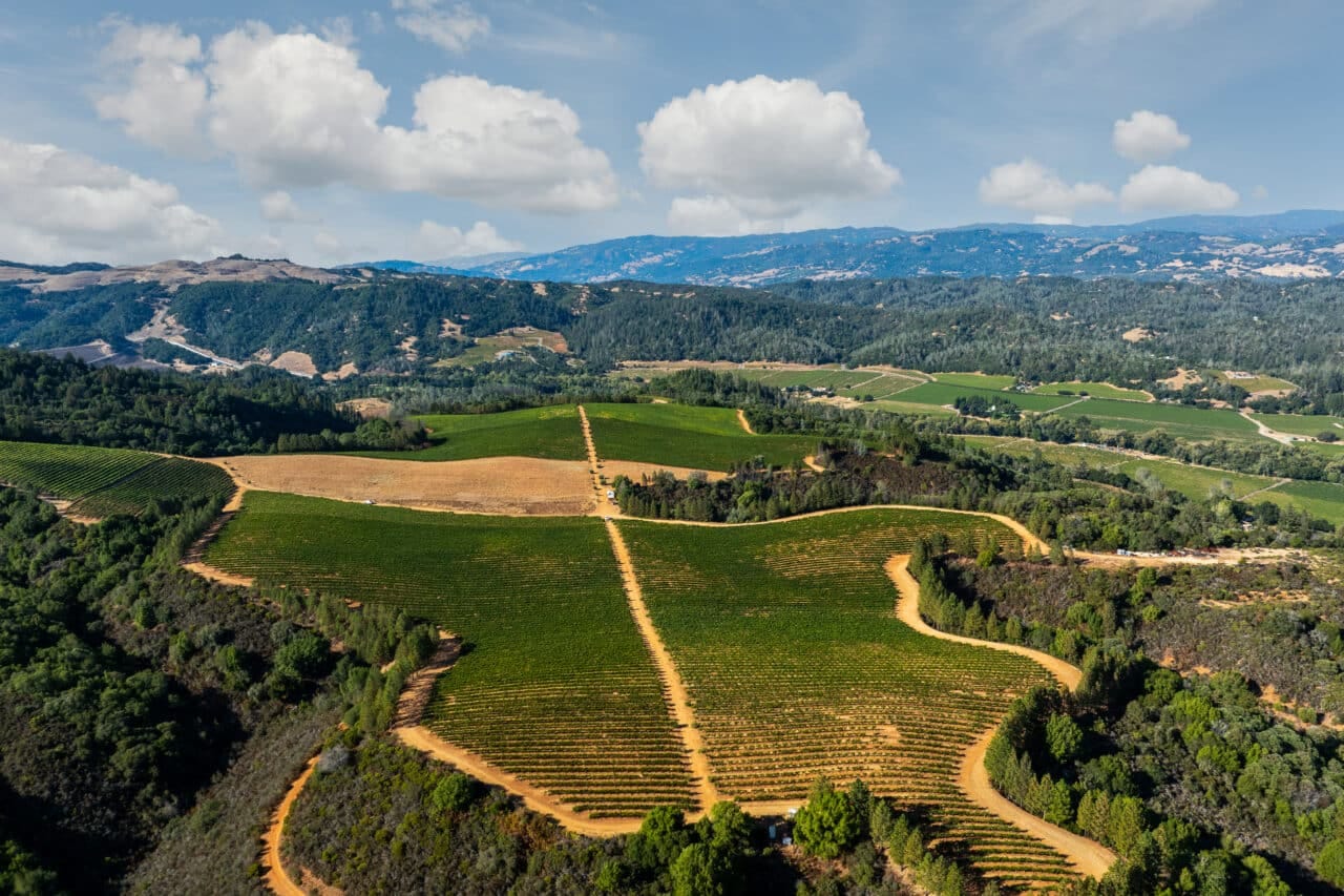 Merlo Vineyard
