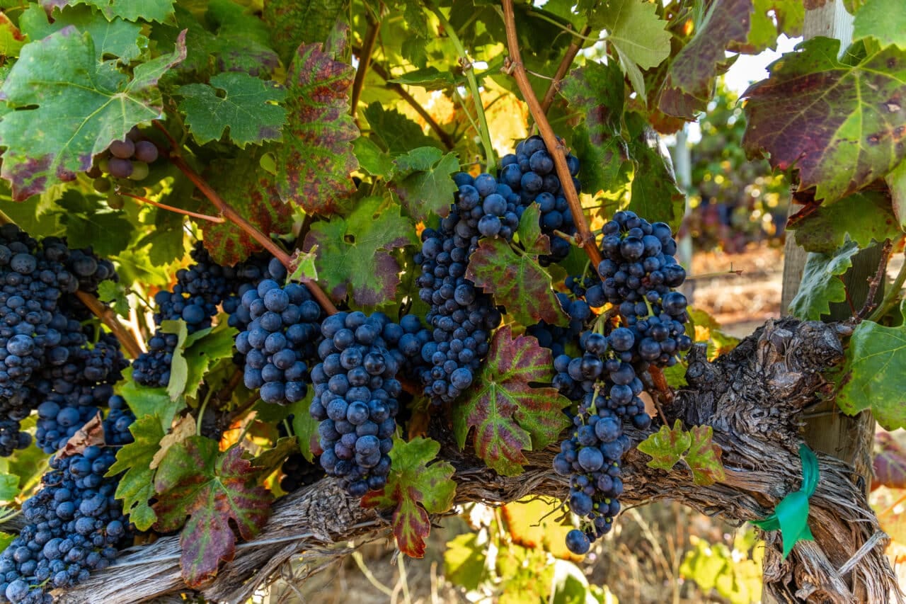 Merlo Vineyard