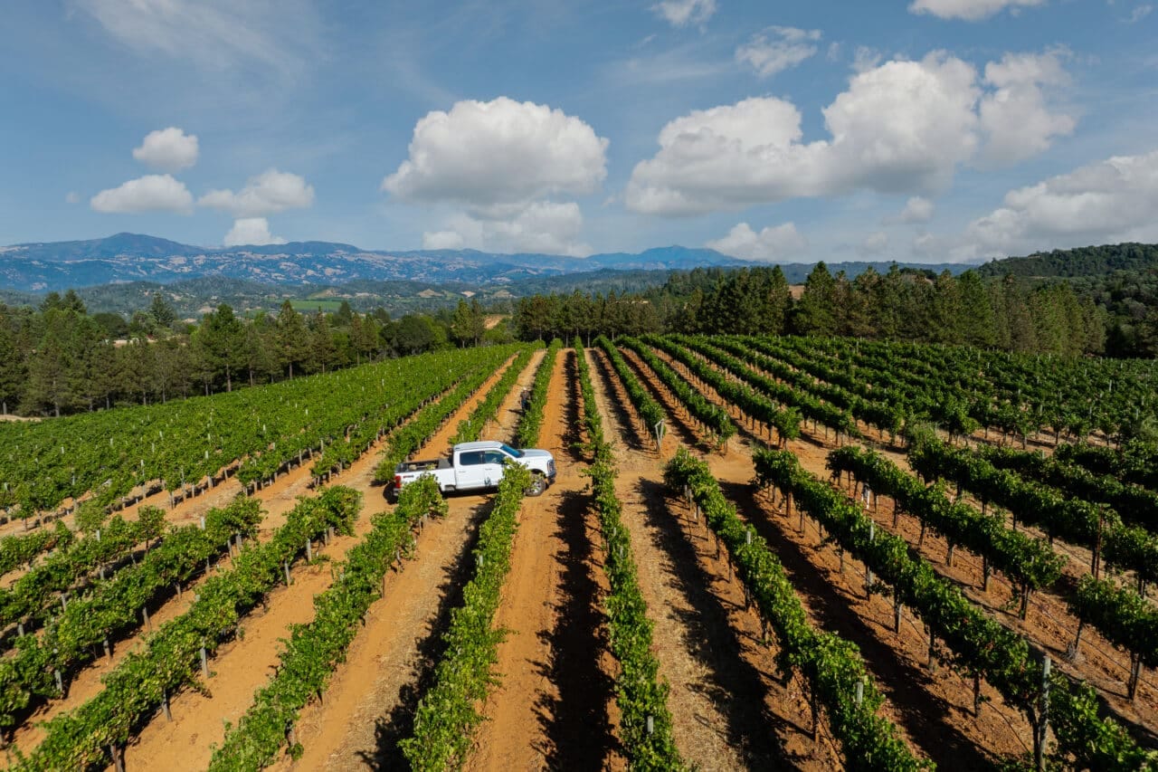 Merlo Vineyard