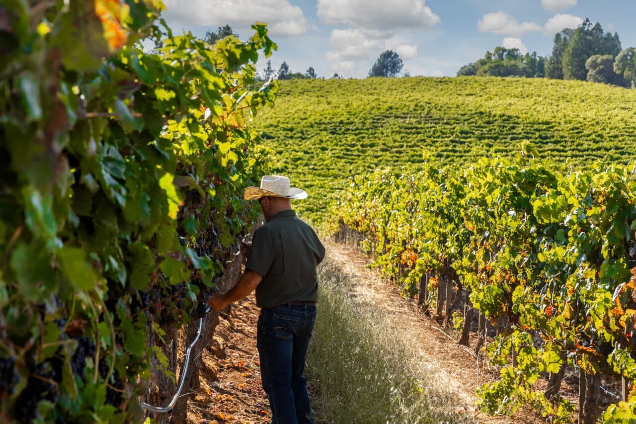 Merlo Vineyard