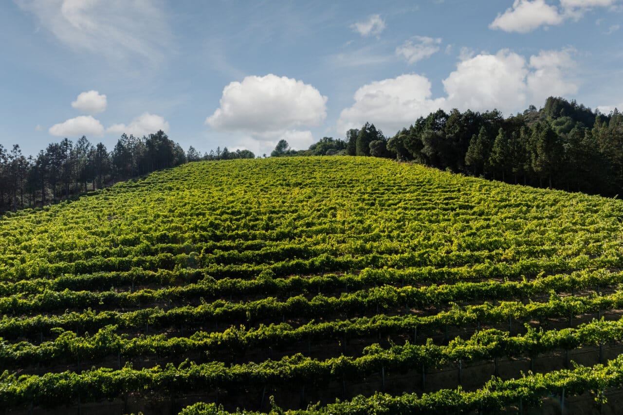 Merlo Vineyard